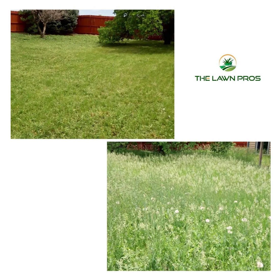 Before-and-after views of an overgrown backyard and the lawn after mowing